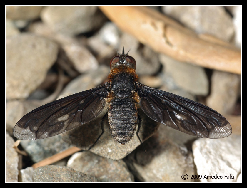 Heteralonia megerlei (Bombyliidae)